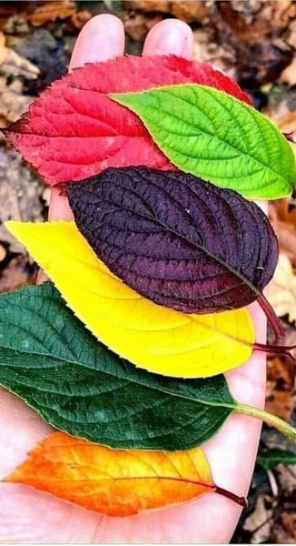 Mujer Soltera de  Guadalajara, Lanena77