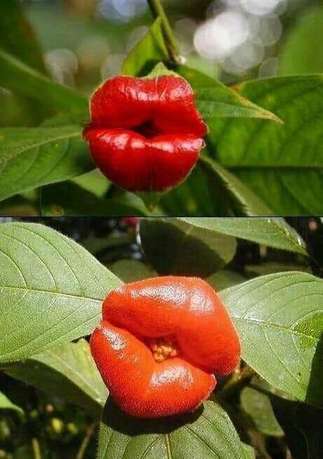 Mujer Soltera de  Otra Ciudad - Jalisco, Sincera